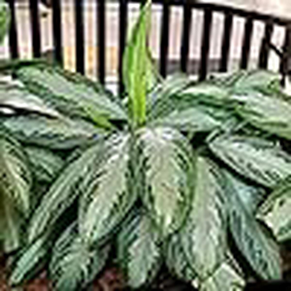 Aglaonema Green for Planting  Easy to Grow, Heirloom & Non-GMO Garden Seeds