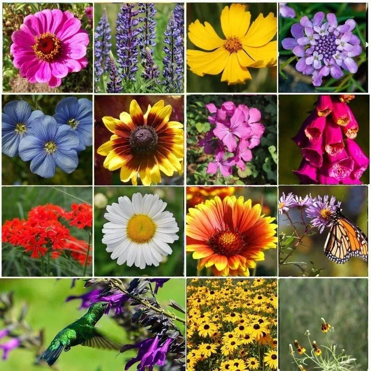 All Perennial Wildflower Seed Mix - 1200+ Heirloom Seeds for Pollinators