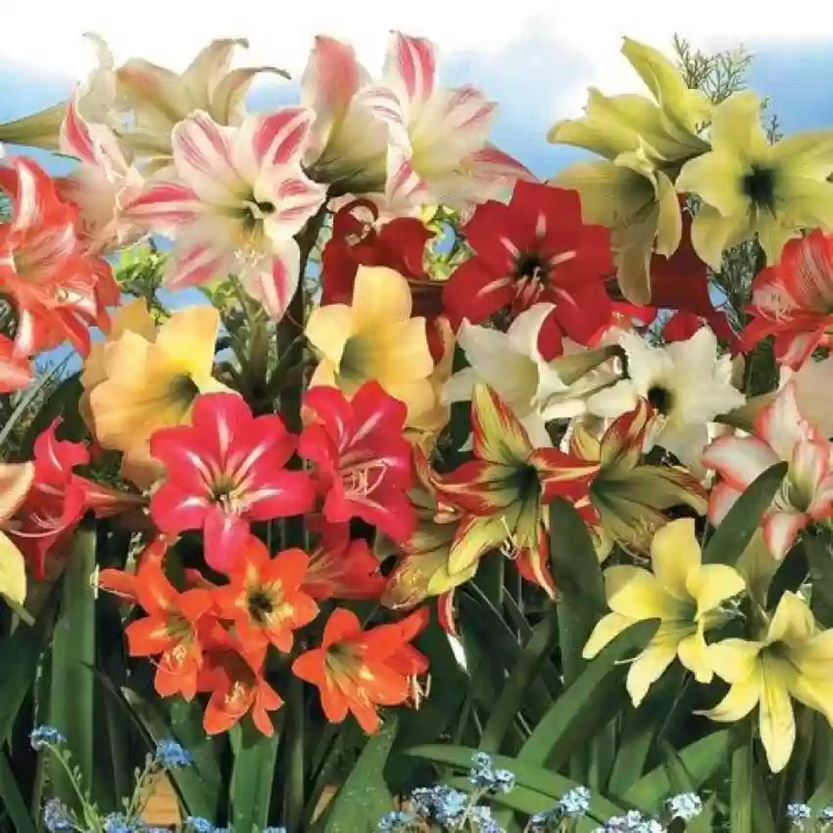 Amaryllis Barbados Mixed Color Flower Seeds for Planting  Non-GMO, High Germination, Heirloom Organic Garden Seeds