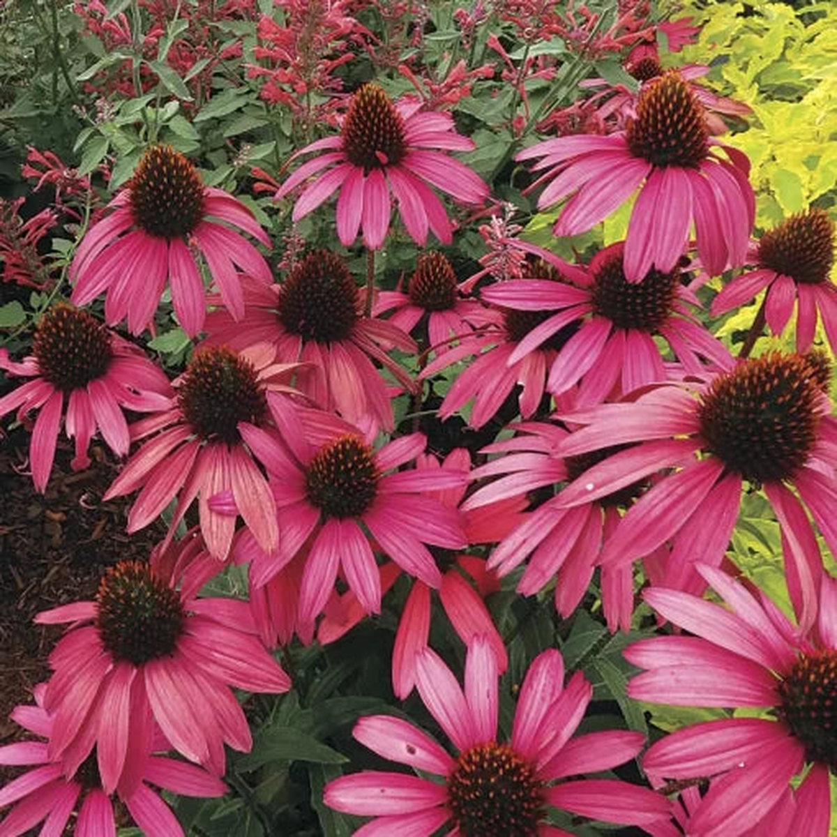 Amazing Dream Coneflower Seeds | Unique Echinacea Garden Variety  Heirloom, Non-GMO, High Germination Organic Garden Seeds