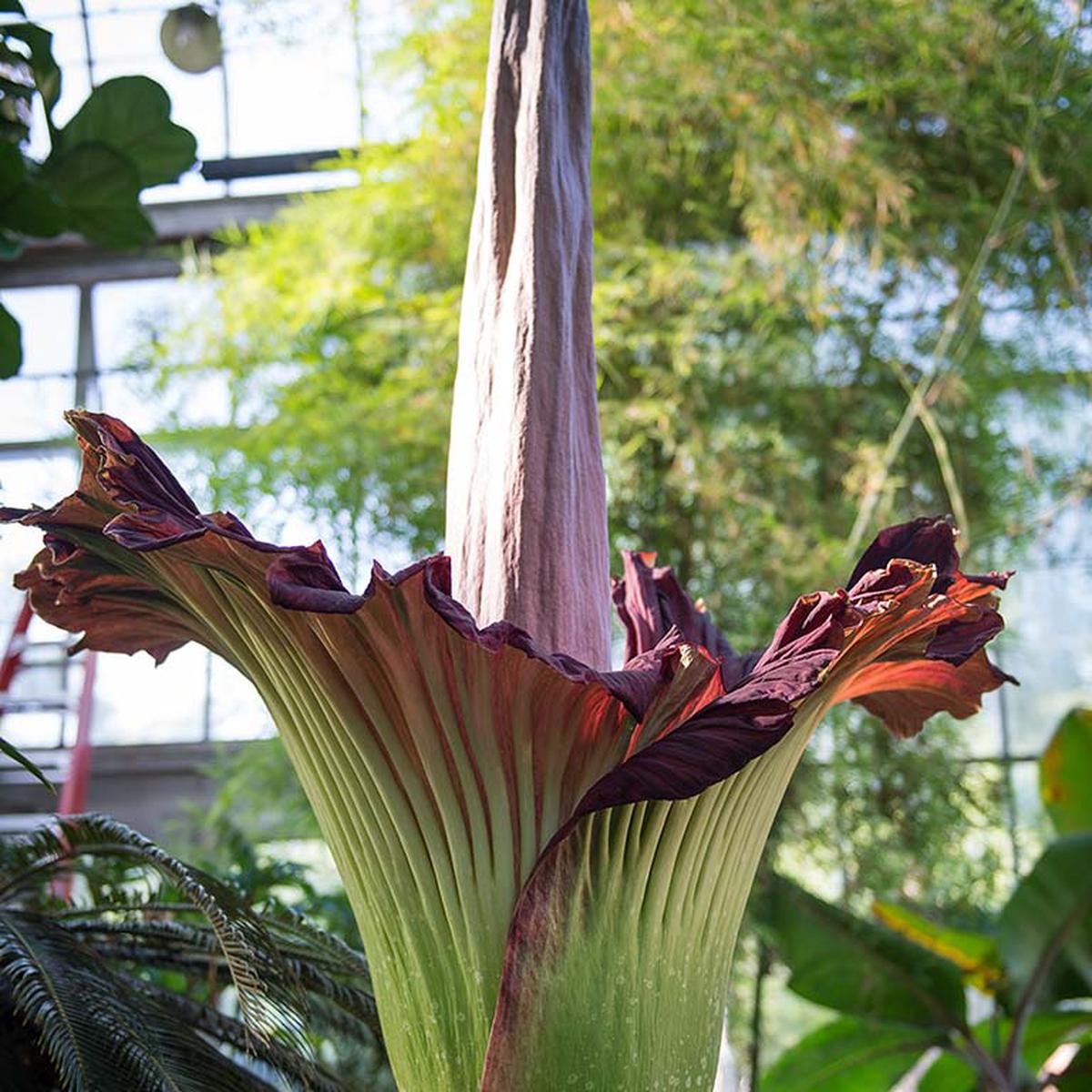 Amorphophallus Flower Seeds for Planting Drought-Tolerant Heirloom, Non-GMO, High Germination Garden Seeds