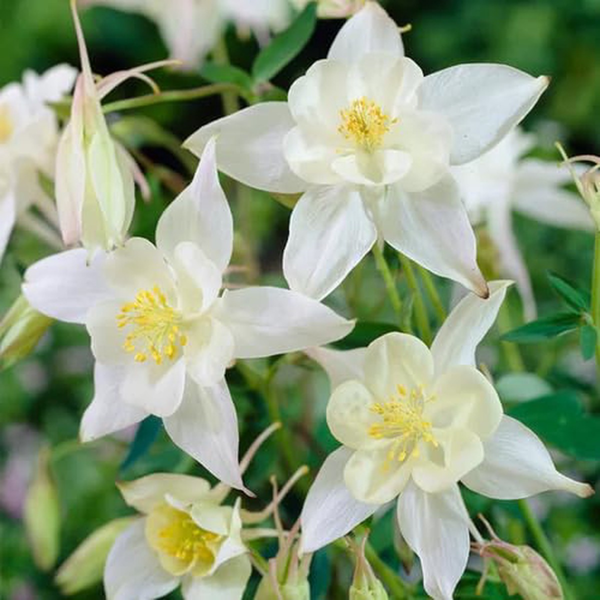 Aquilegia Flower White