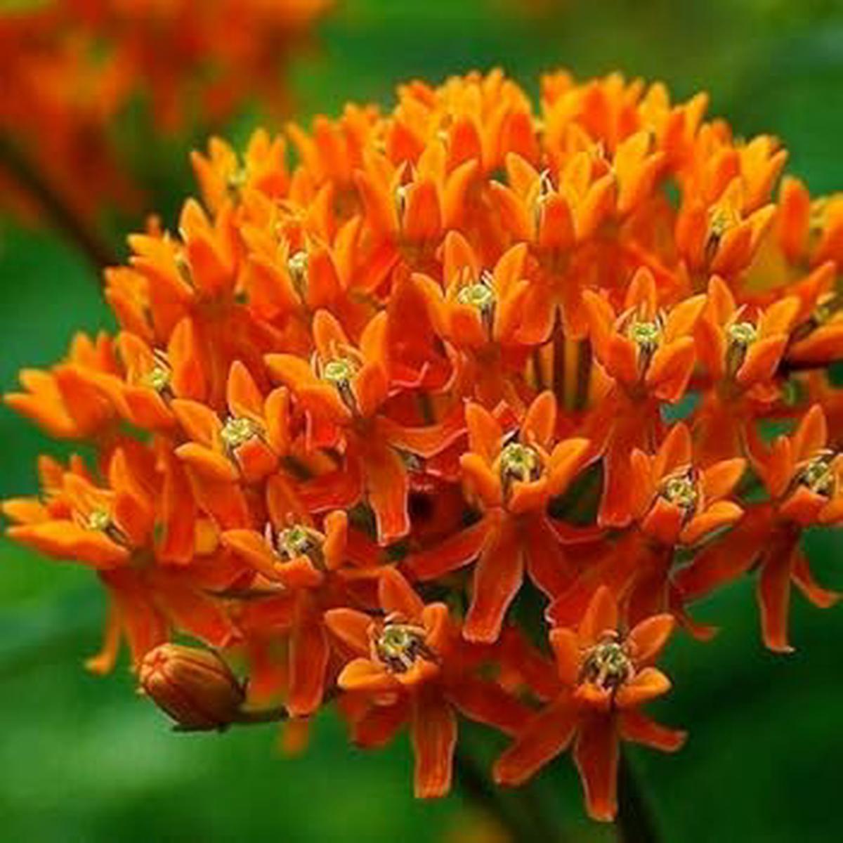 Asclepias Flower Seeds for Planting | Drought Tolerant | Heirloom Non-GMO High Germination Seeds