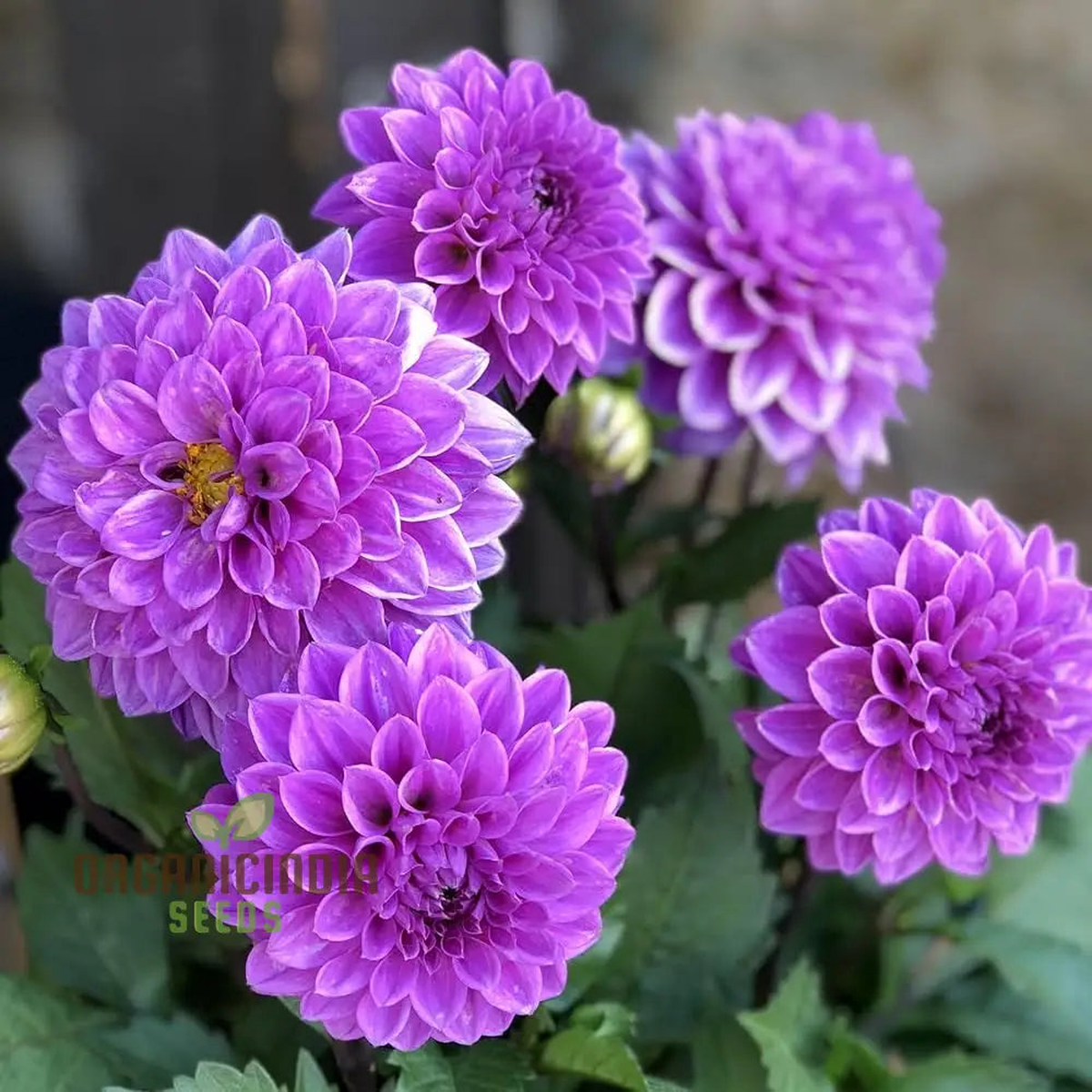 Astrantia Masterwort Purple Seeds Organic, Heirloom, Non-GMO Flower Seeds