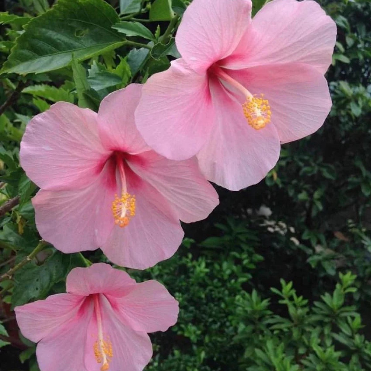 Baby Pink Hibiscus Flower seeds for Planting - Long Bloom Season, Heirloom & GMO Free Seeds for Home Garden