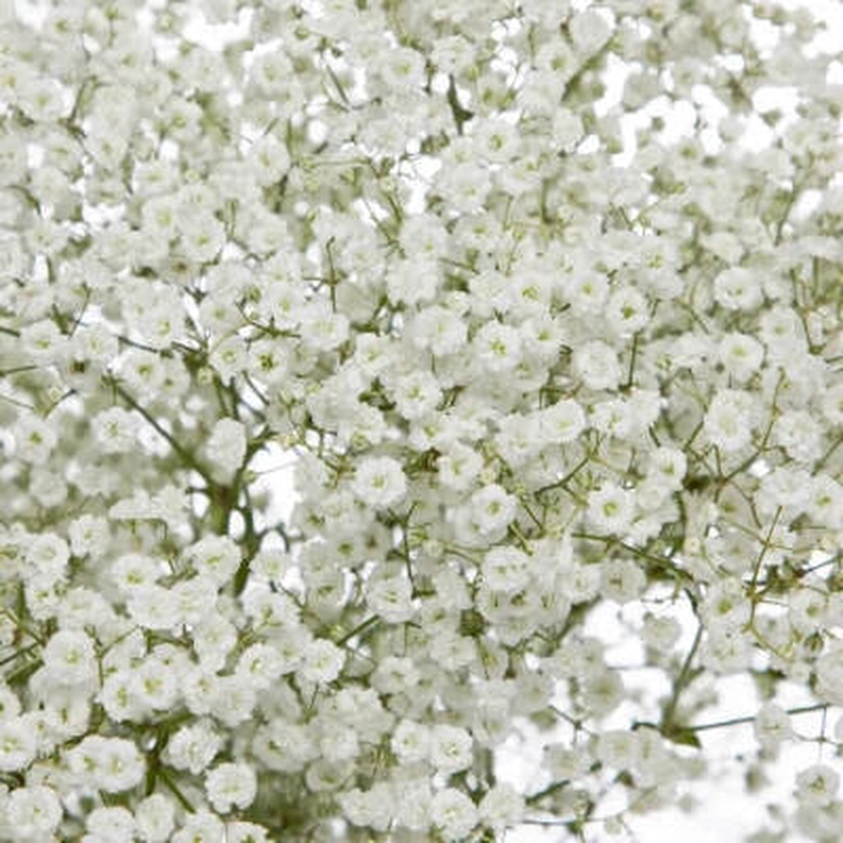 Babys Breath Planting Non Gmo Store Heirloom Flower Seeds Home Garden Planting, Decorative