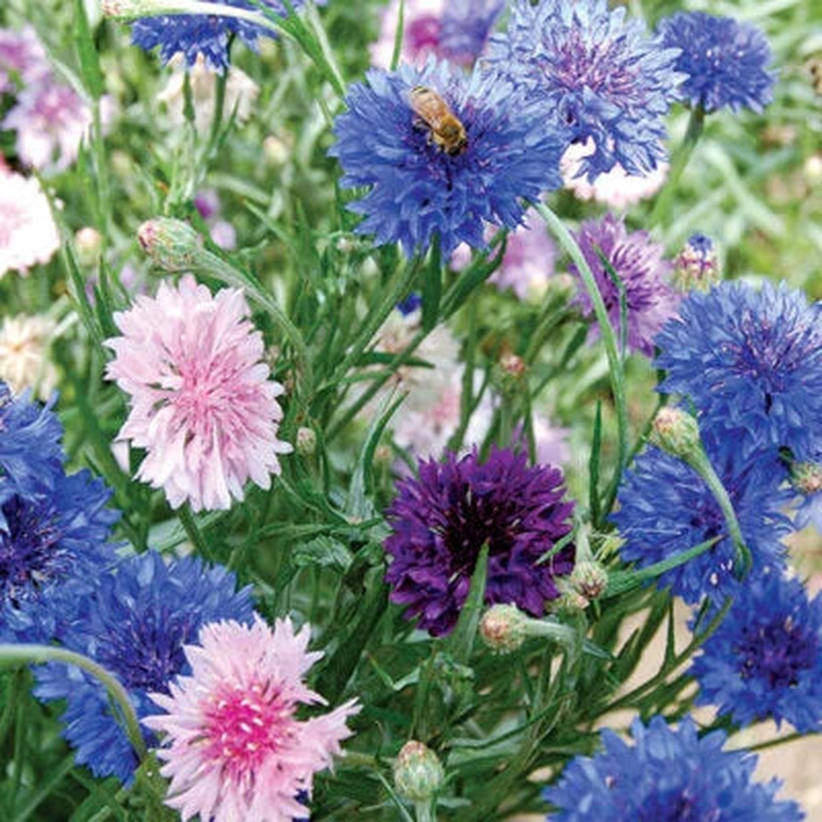 Bachelor Button Cornflower Mixed Planting Non Gmo Heirloom Fresh Garden Planting Flower