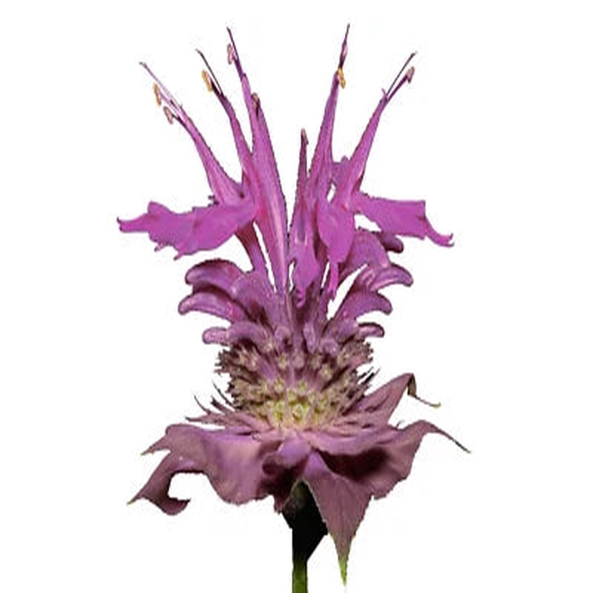 Bergamot Wild Planting Bee Balm A Perennial Medicinal Herb Culinary Flower Heirloom Non Gmo