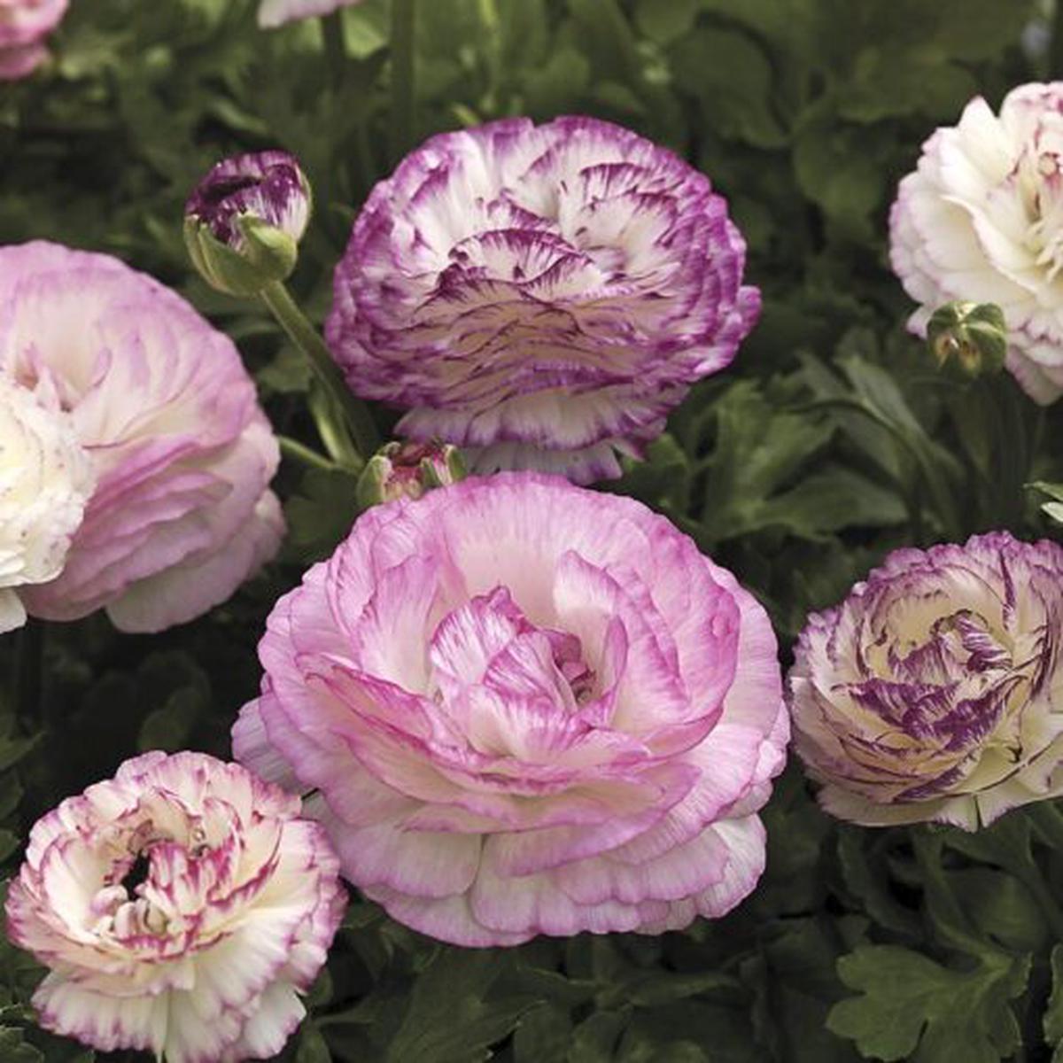 Bicolor Mix Ranunculus Seeds | Mache Two-Tone Ranunculus Blend  Heirloom, Non-GMO, High Germination Organic Garden Seeds