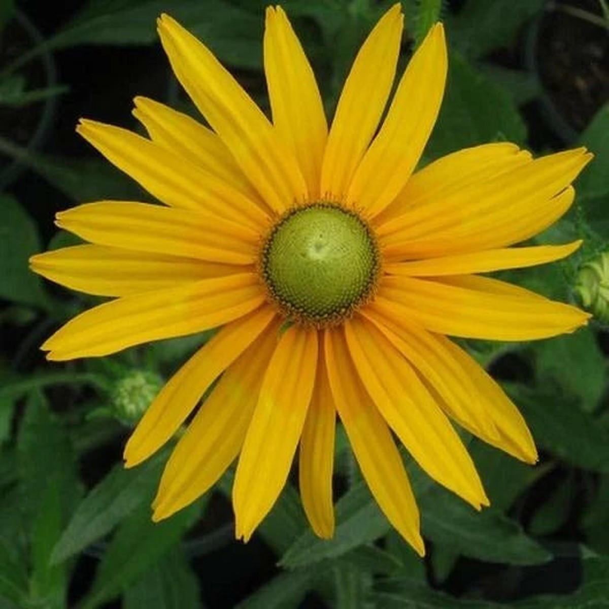Black Eyed Susan GREEN EYES Rudbeckia Green Center Rare Seeds Heirloom, Non-GMO, High Germination Organic Garden Seeds