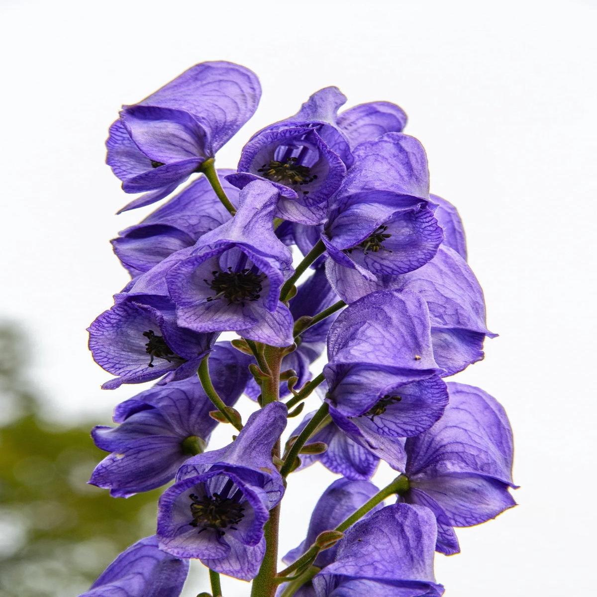 Blue Aconitum Napellus Flower seeds for Planting - Premium Quality, Heirloom & GMO Free Seeds for Home Garden