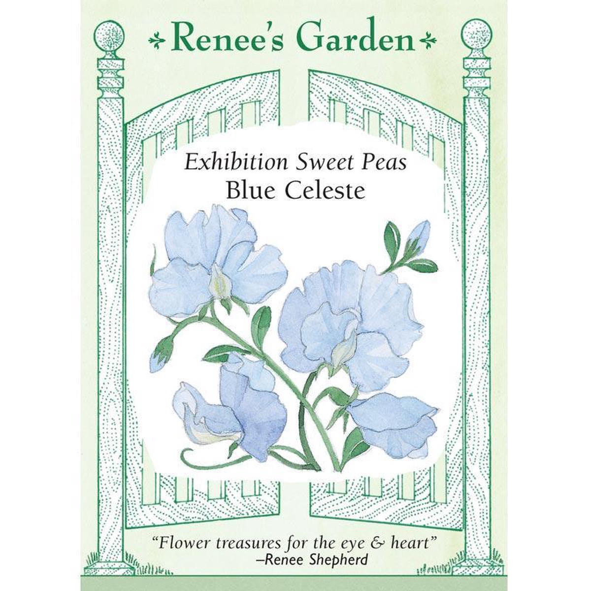 Blue Celeste Exhibition Sweet Pea Flower Seeds