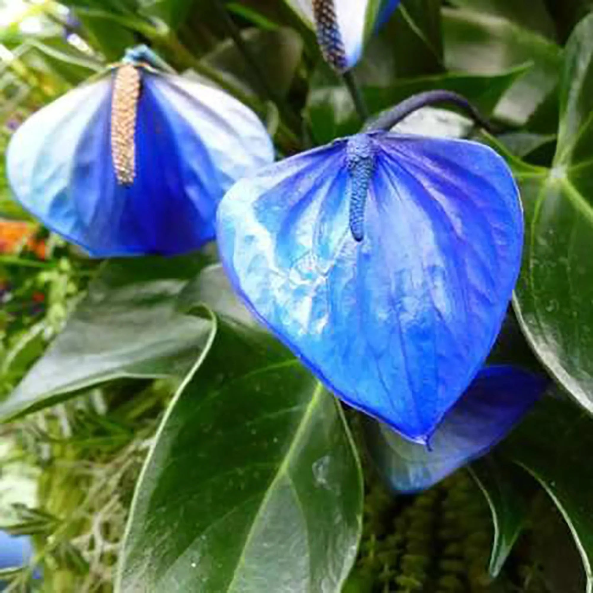 Blue Futaba Anthurium Seeds for Planting , Exotic Anthurium Plant Guide