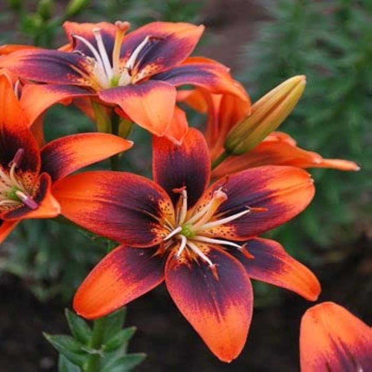 Blue Heart Lily Crinum spp. Seeds for Planting - Ideal for Flower Bed & Home Garden