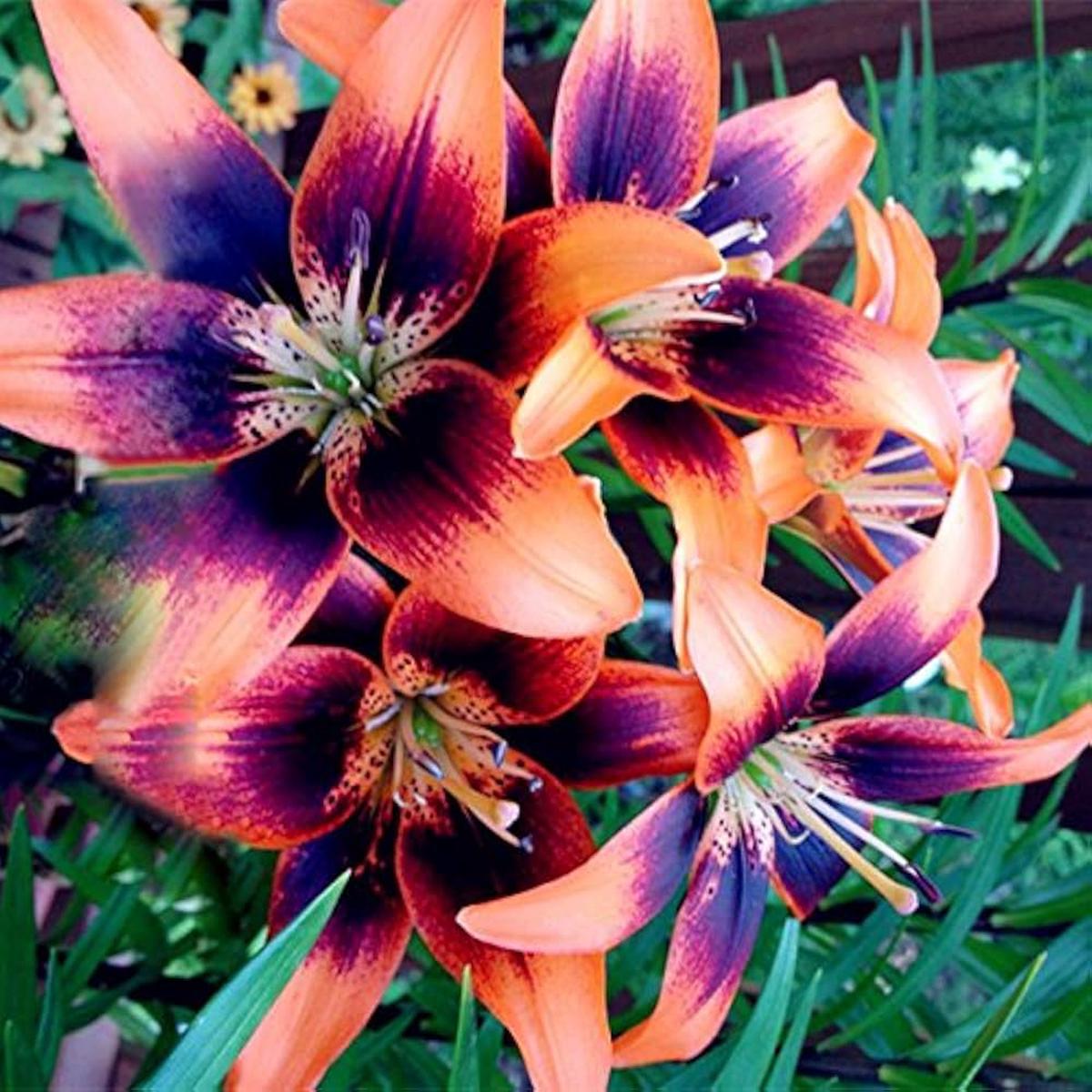 Blue Heart Lily Lilium spp. Seeds for Planting - Great for Flower Bed & Urban Garden