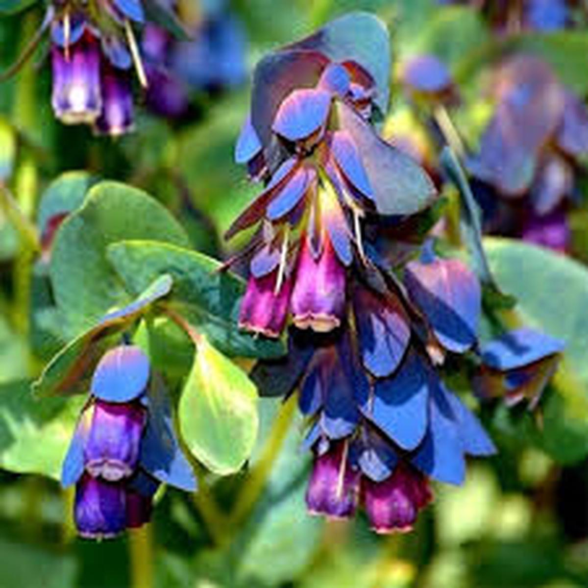 Blue Honeywort Flower Seeds for Planting Heirloom, Non-GMO, Long Bloom Season Organic Garden Seeds