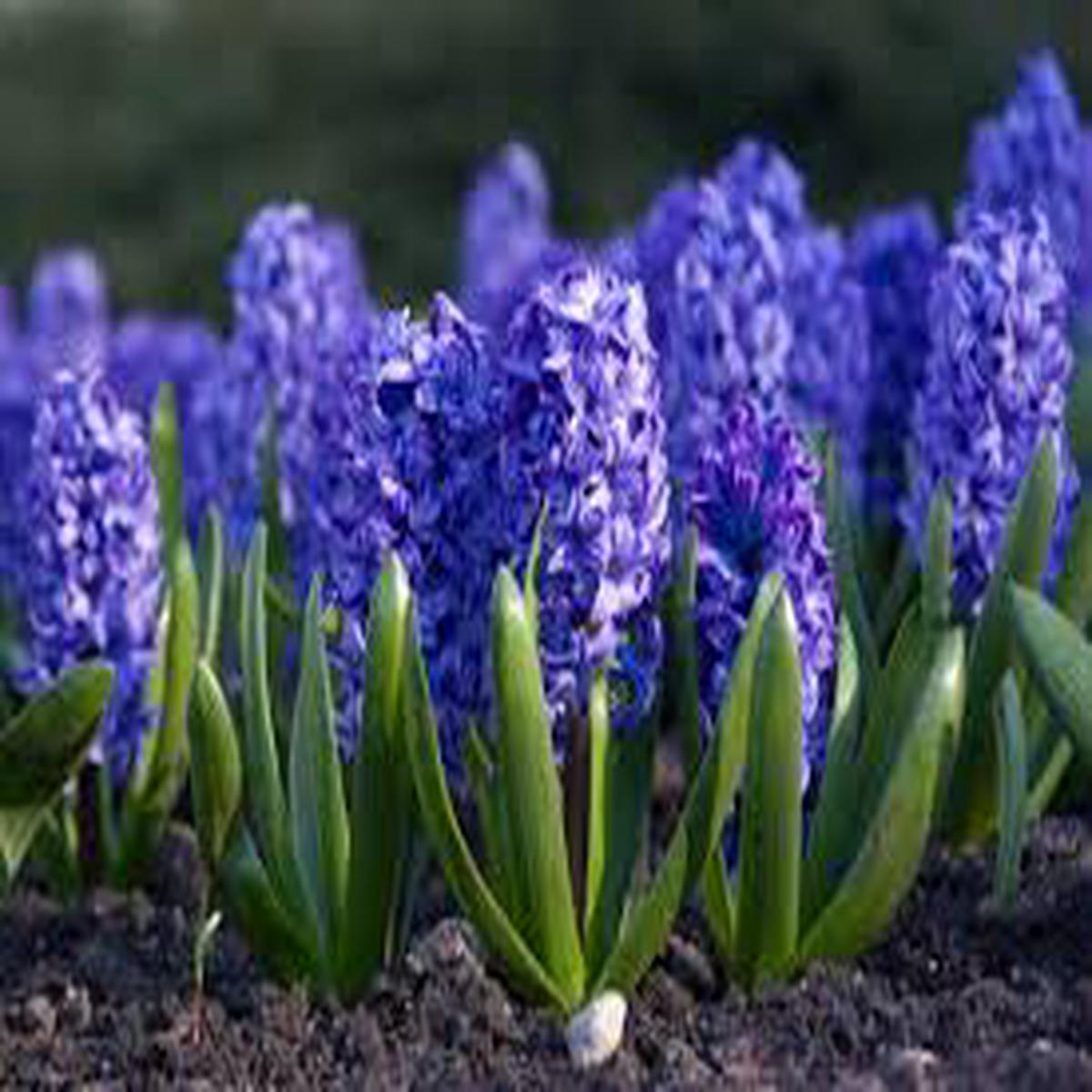Blue Hyacinth Flower Seeds for Planting - Perfect for Borders, Heirloom, Non-GMO, High Germination, 100pcs