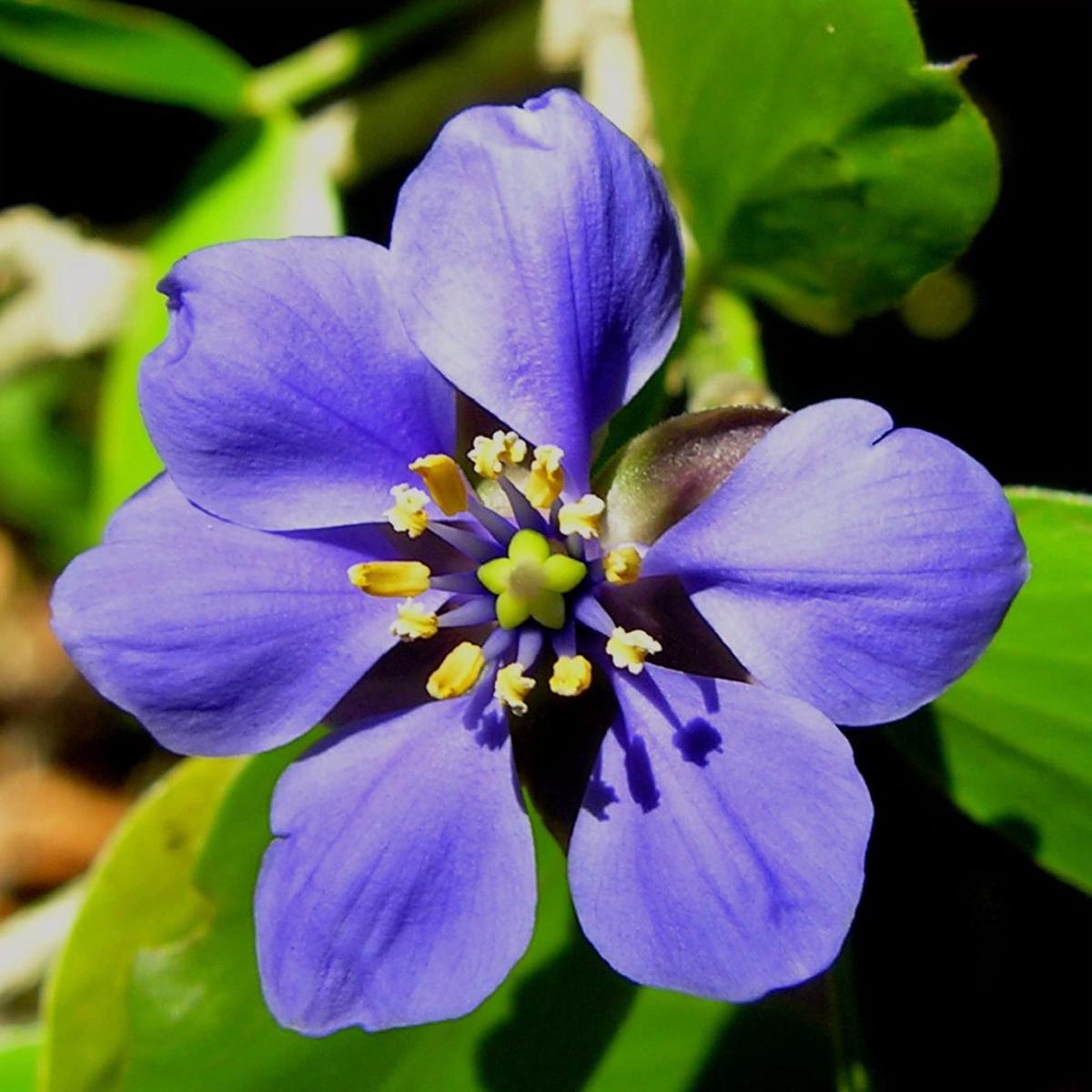 Blue Lignum Vitae Flower Seeds Collection for Planting