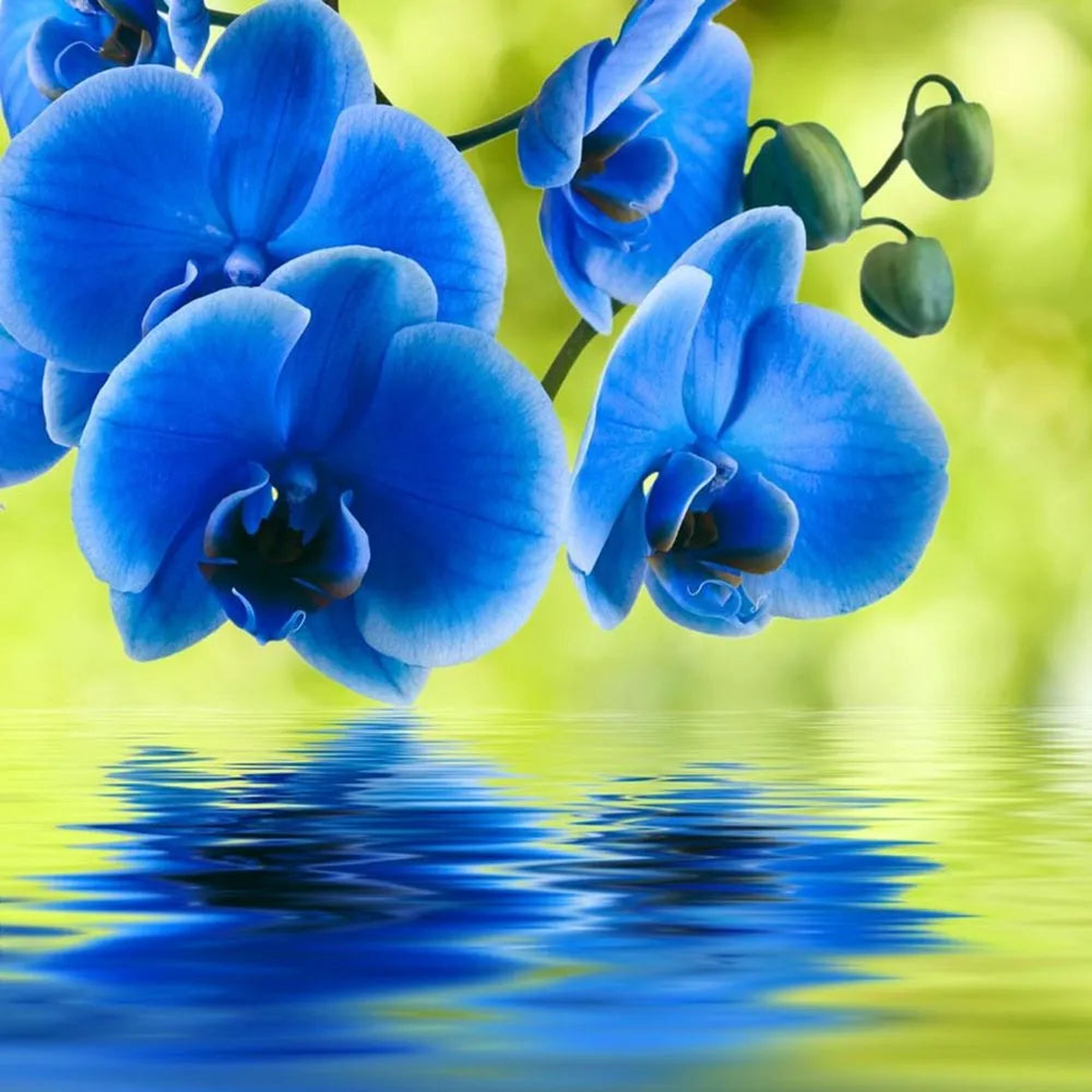 Blue Orchid Vanda coerulea, Beautiful Flower Seeds for Gardening Your Back yard space