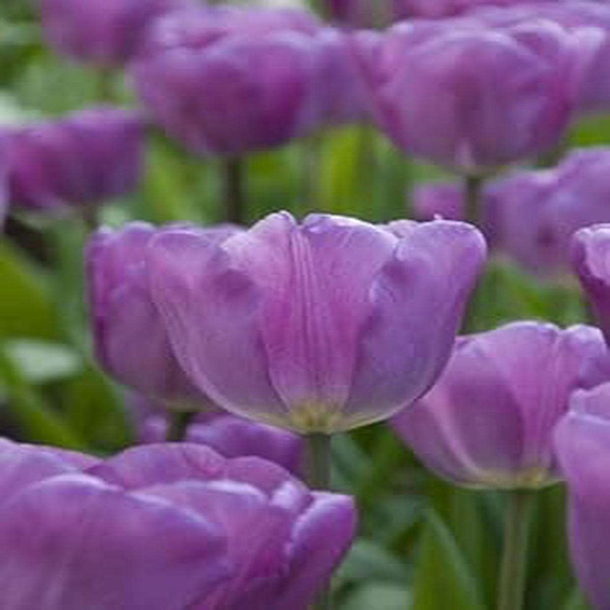 Blue Pink Orchid Flower Seeds for Planting Perfect for Borders Heirloom & GMO Free Seeds for Home Garden Sale