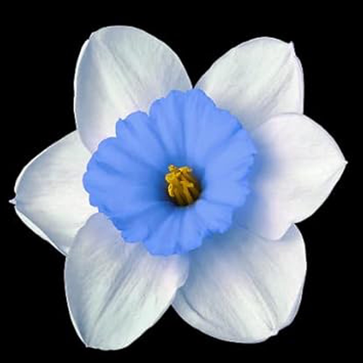 Blue White Daffodils Flower seeds for Planting - Colorful Display, Heirloom & GMO Free Seeds for Home Garden