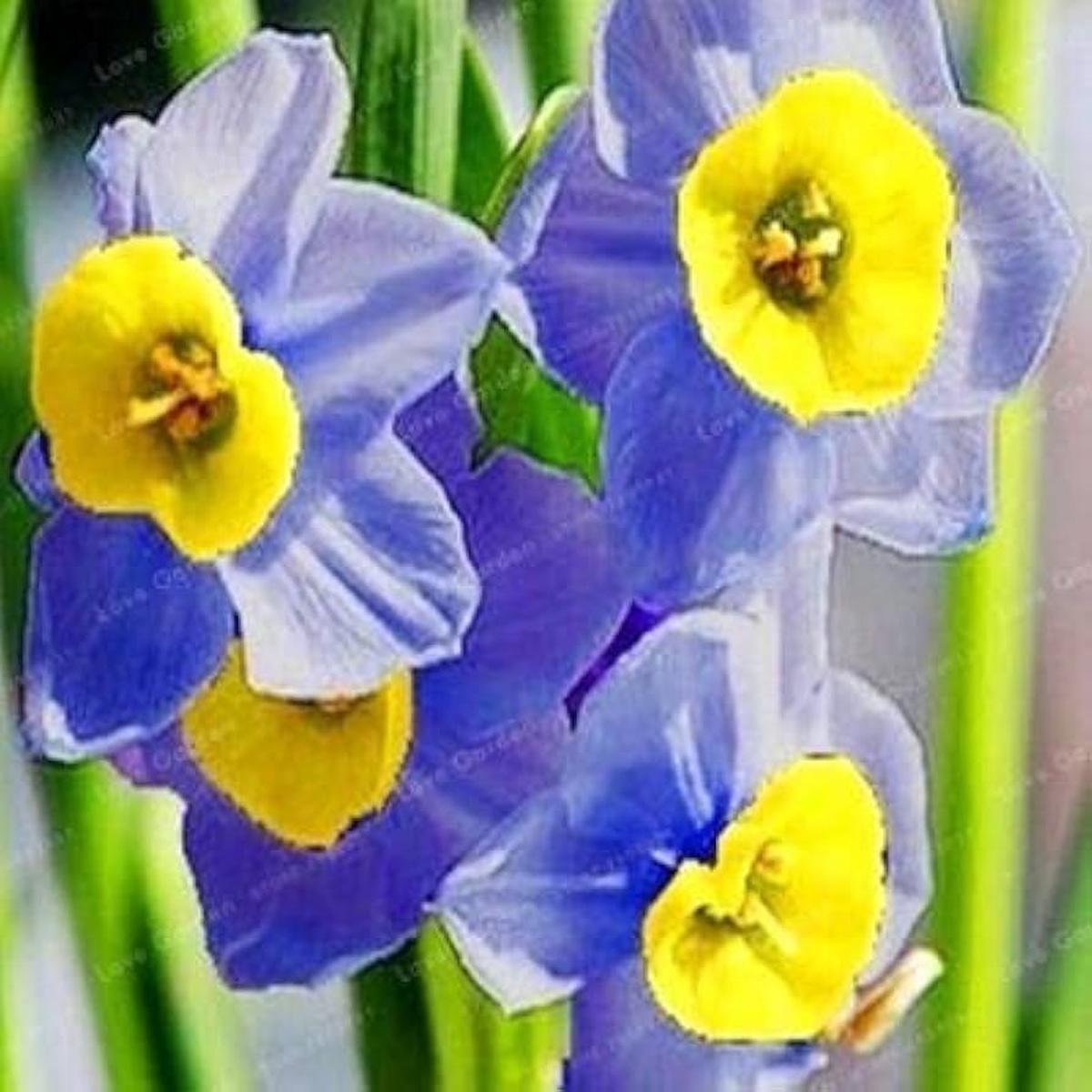 Blue Yellow Daffodils Flower Seeds for Planting Heirloom, Non-GMO seeds
