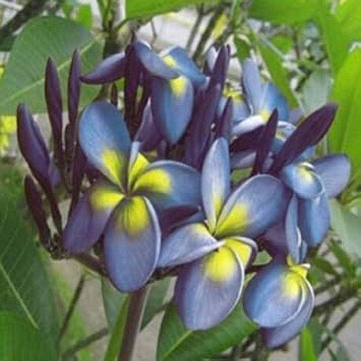 Blue Yellow Frangipani Flower Seeds  Heirloom, Non-GMO, High Germination Organic Garden Seeds for Planting