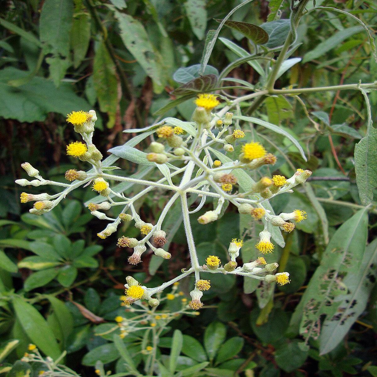 Blumea Flower Seeds for Planting  Heirloom, Non-GMO, High Germination Organic Garden Seeds