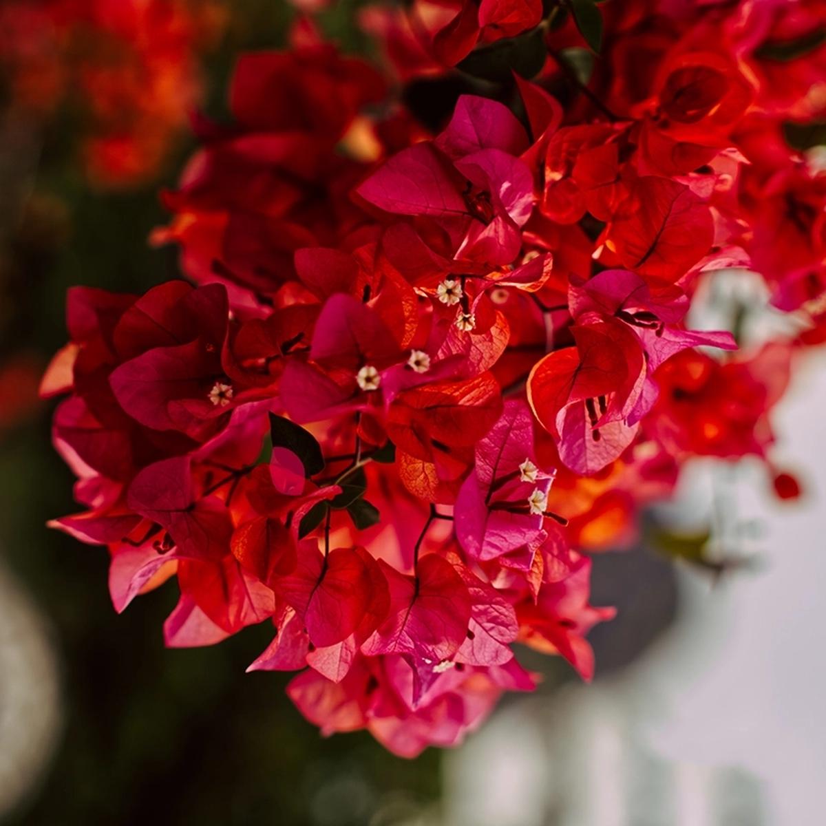 Bougainvillea Flower Seeds for Planting Maroon  Heirloom, Non-GMO, High Germination Organic Seeds