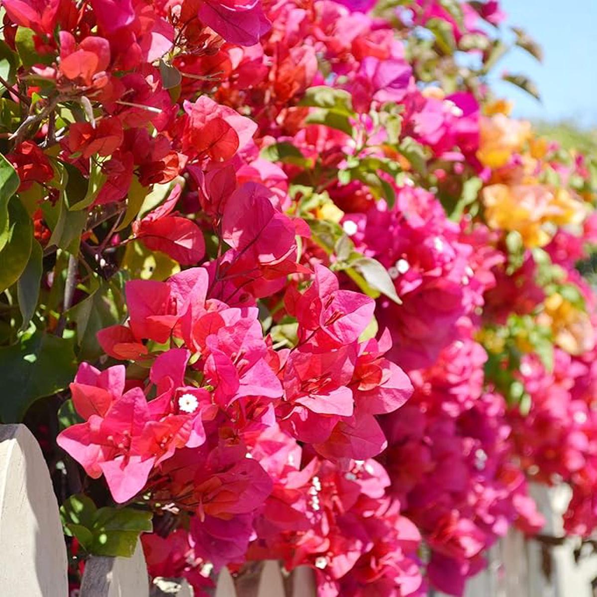 Bougainvillea Glabra Flower Seeds for Planting in vertical garden or backyard Trellis