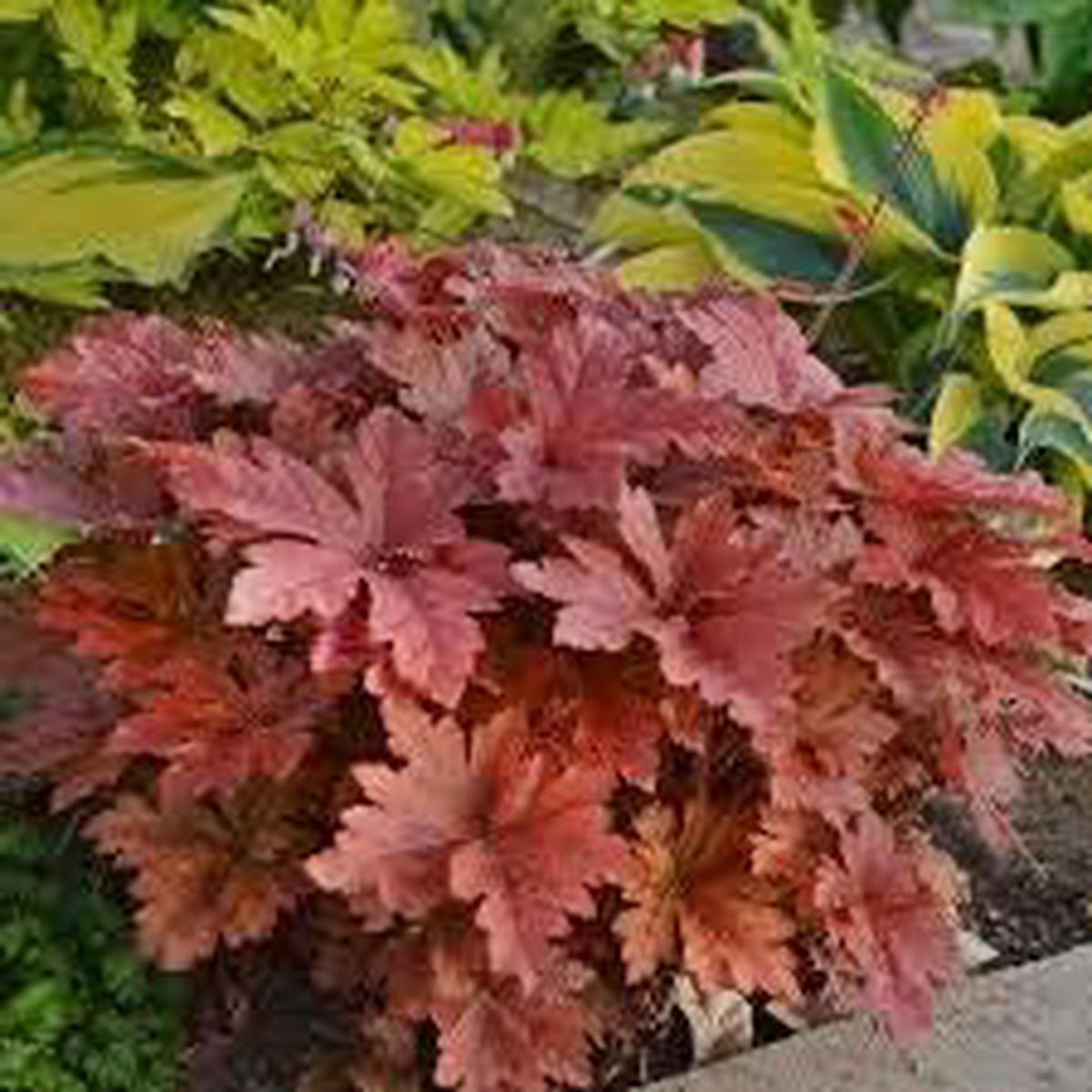 Brown Red Hibiscus Flower Seeds Premium Quality Heirloom & NonGMO Seeds for Home Garden Sale