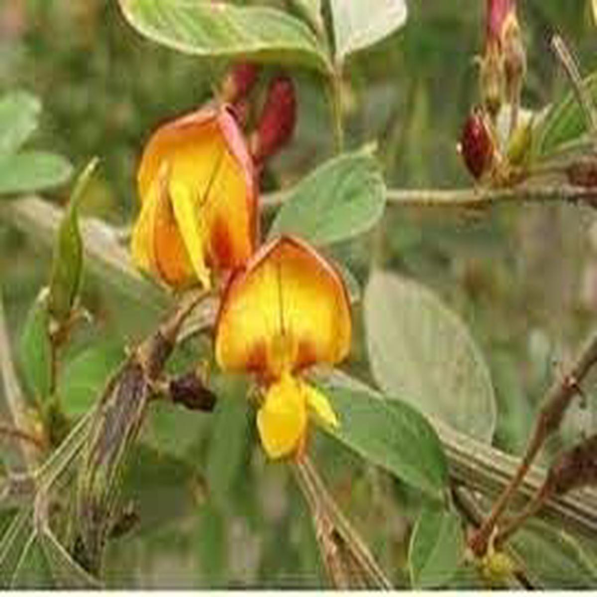 Cajanus Flower seeds for Planting - Perfect for Borders, Heirloom & GMO Free Seeds for Home Garden
