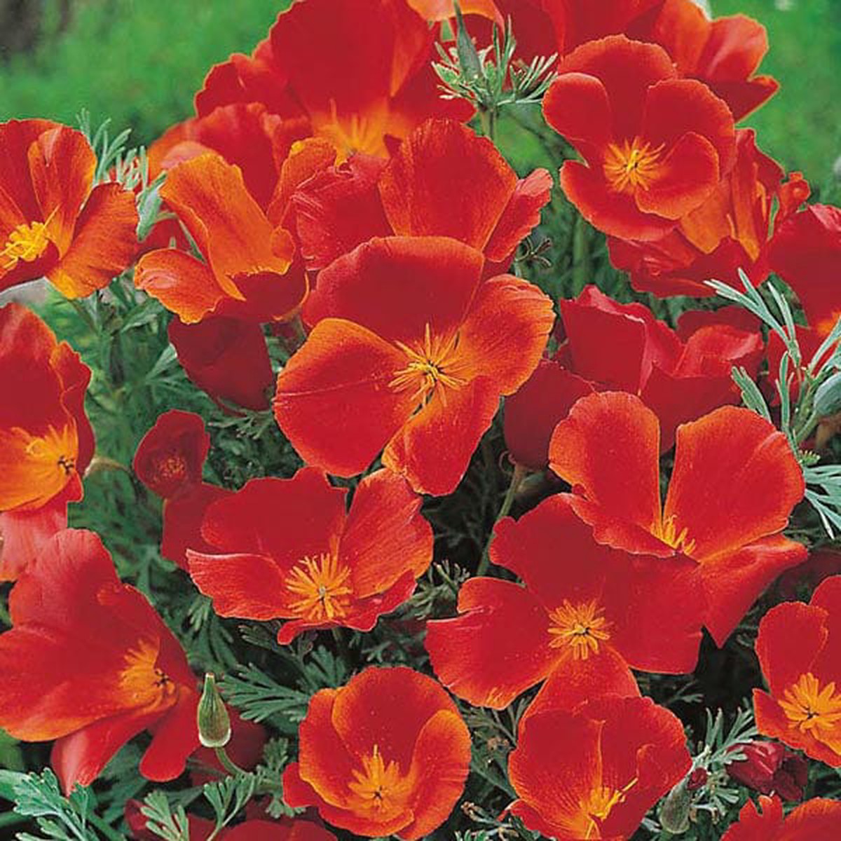 California Poppy Red Chief Seeds