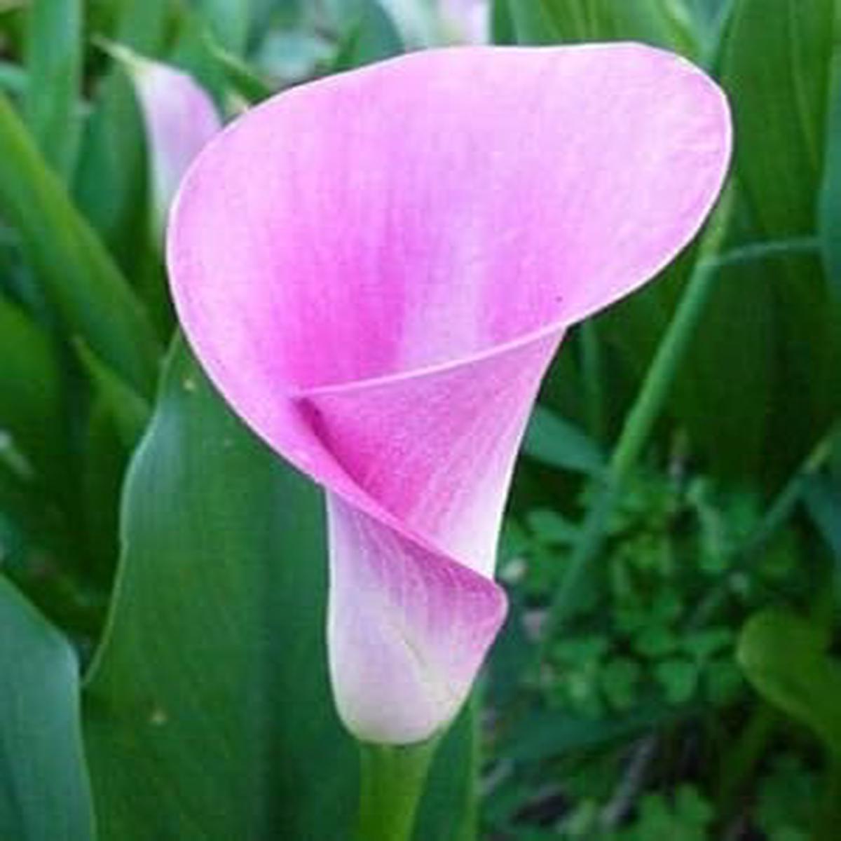 Calla Lily Light Pink Seeds for Planting  Organic, Heirloom & Non-GMO Flower Seeds with High Germination