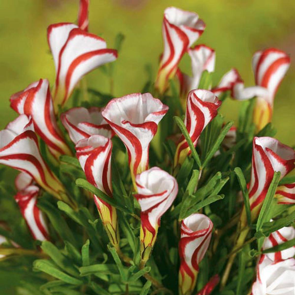 Candy Cane Sorrel Flower Seeds for Planting  Heirloom, Non-GMO, High Germination Organic Garden Seeds