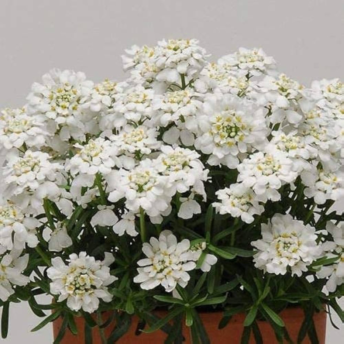 Candytuft For Planting Iberis Sempervirens For Flower Beds And Edging Flower Seeds for Home Garden