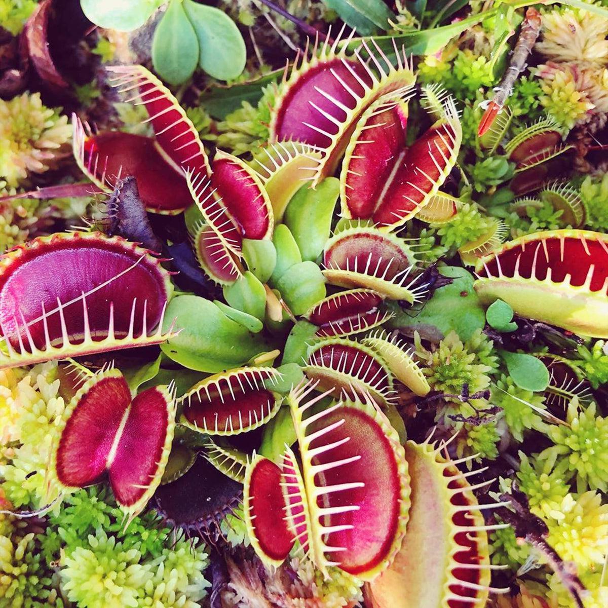 Carnivorous Flower seeds for Planting Cut Flower Favorite Heirloom & GMO Free Seeds for Home Garden Sale