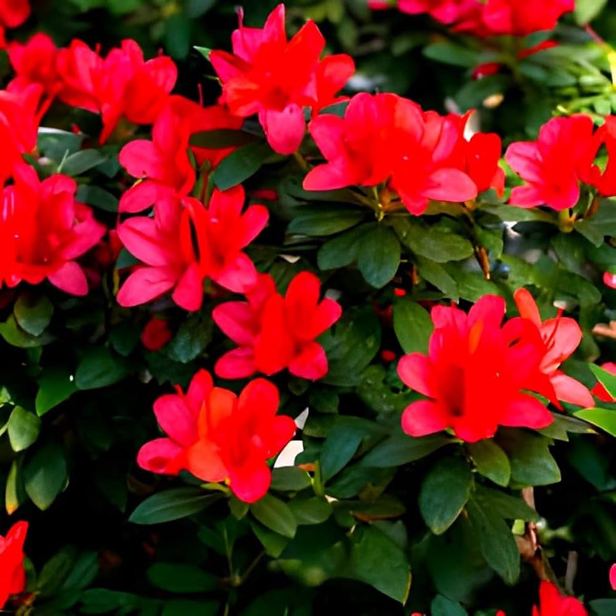 Chocolate Azalea Red Flower Seeds for Rich Planting