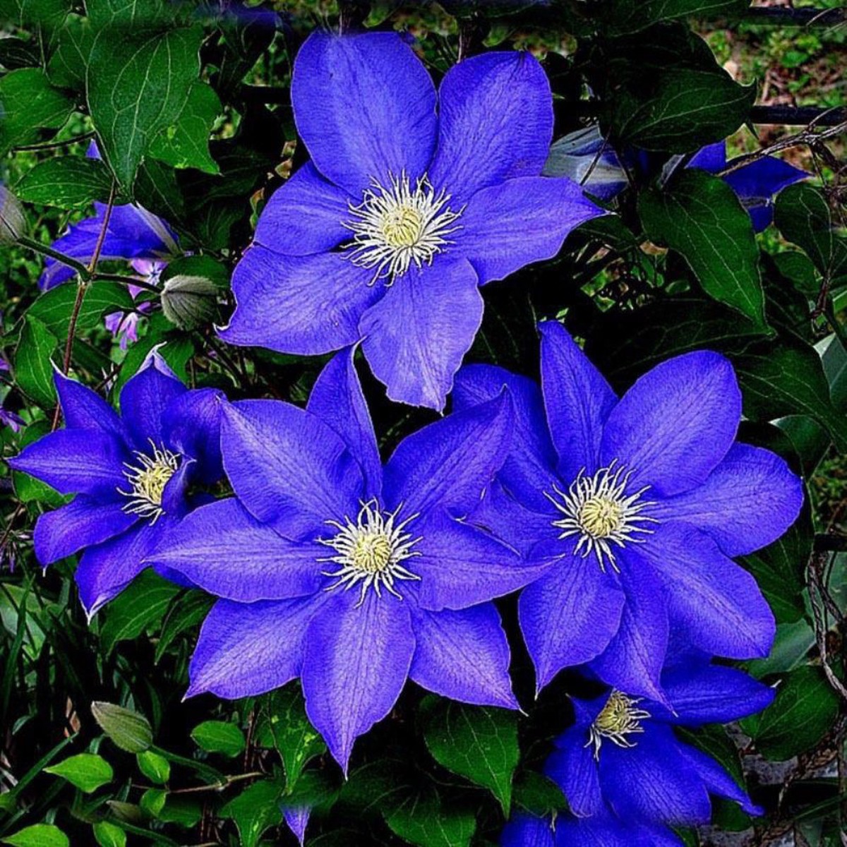 Clematis Bulbs And Flowering Clematis Bulbs For Garden Flower Seeds for Home Garden Planting,