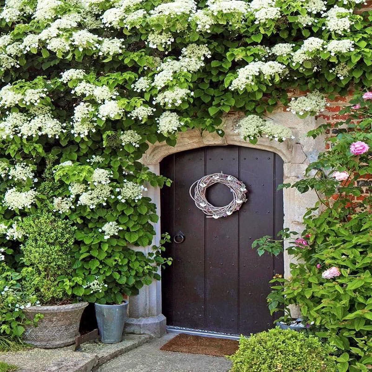 Climbing Hydrangea Hydrangea Anomala Flower For Backyard Gardening Vertical Garden Planting