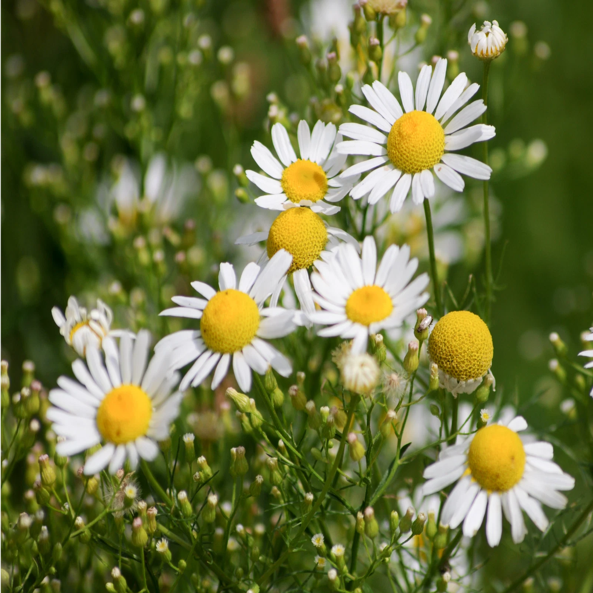 Common German Chamomile Seeds Matricaria recutita Herbal Tea  Heirloom, Non-GMO, High Germination Organic Garden Seeds