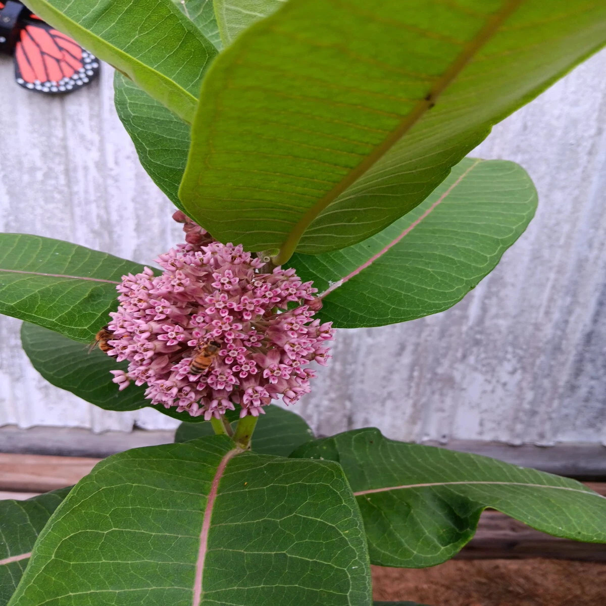 Common Milkweed Seeds Great for Monarchs  Heirloom, Non-GMO, High Germination Organic Garden Seeds