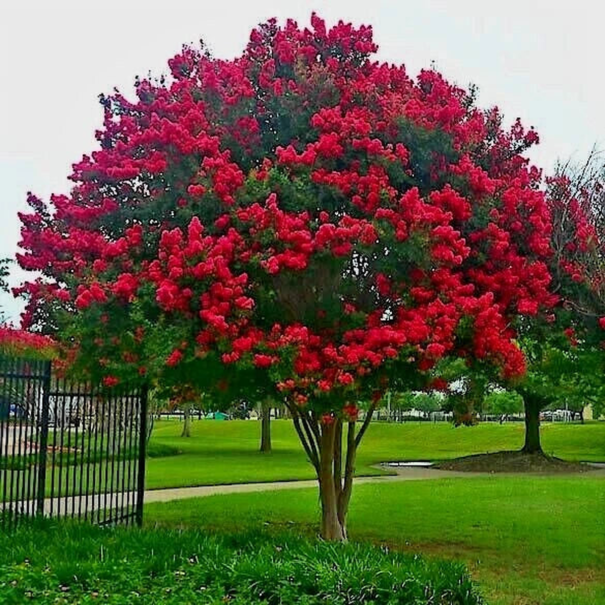 CRAPE MYRTLE TREE SEEDS Crepe Lagerstroemia Indica Lilac Flower Plant  Heirloom, Non-GMO, High Germination Organic Garden Seeds