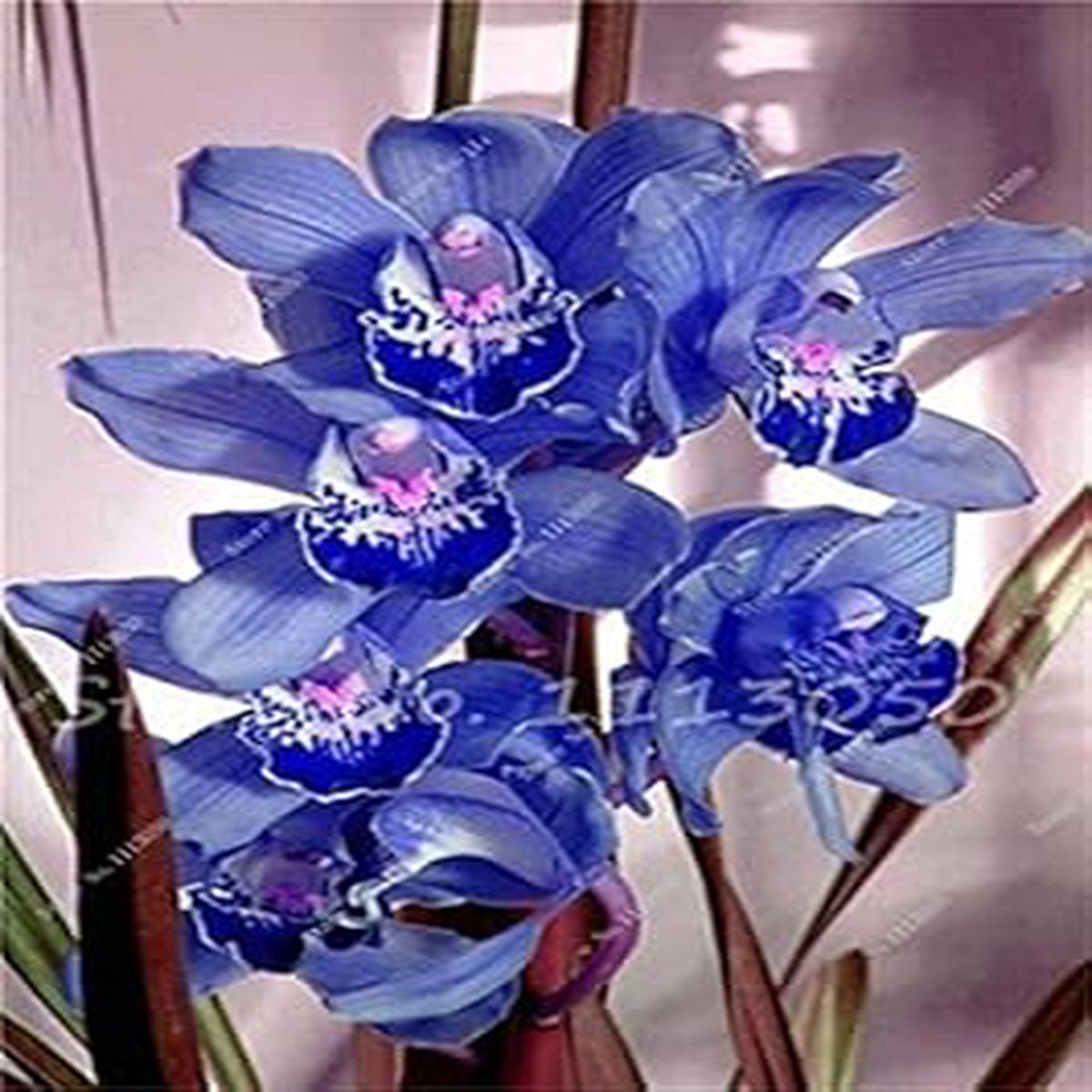 Cymbidium Blue Flower Seeds for Planting Organic, Heirloom, Non-GMO Garden Seeds