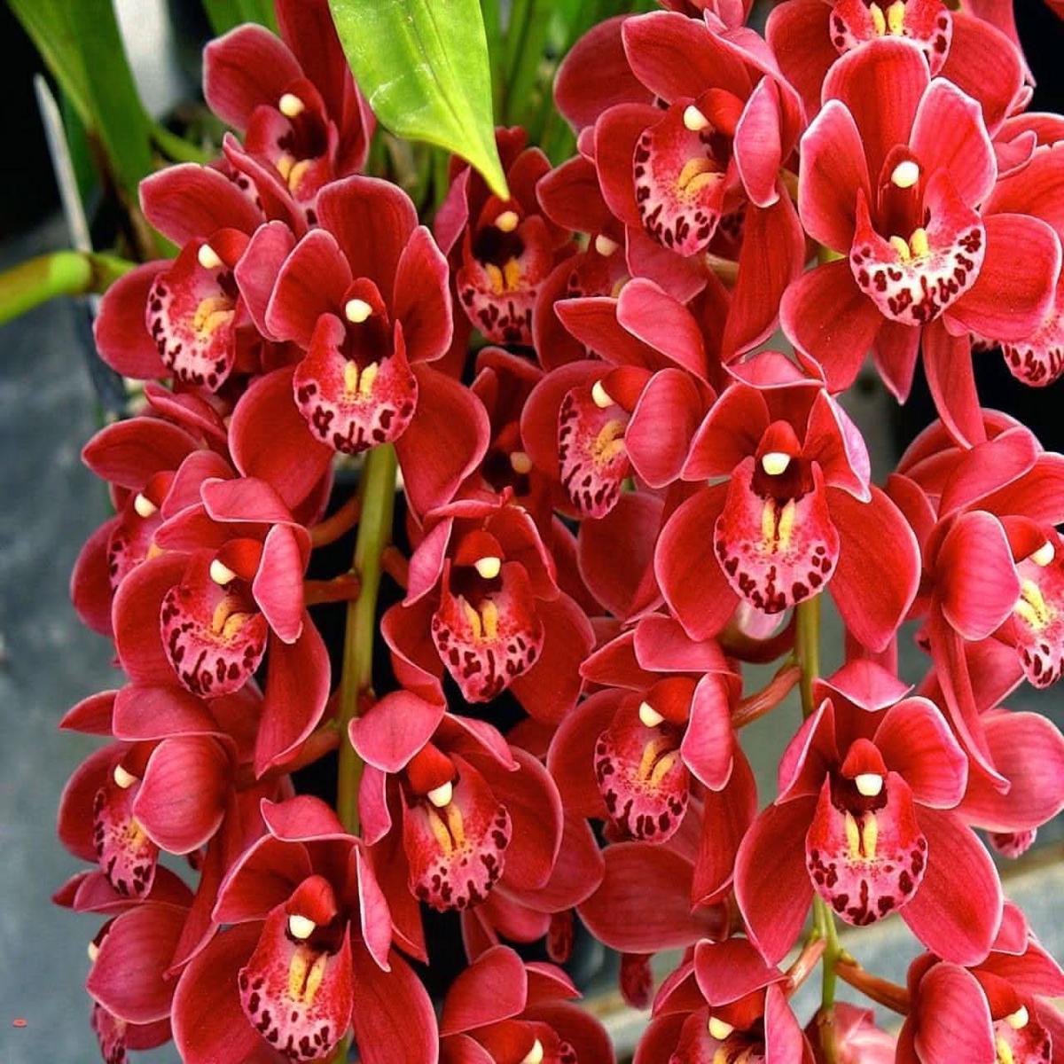 Cymbidium Flower Seeds for Planting  Organic, Heirloom, Non-GMO Orchid Seeds