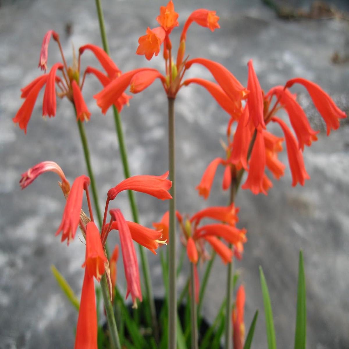 Cyrtanthus Brachyscyphus Flower seeds for Planting - Hardy Variety, Heirloom & GMO Free Seeds for Home Garden
