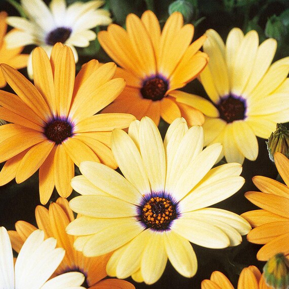 Daisy Dimorphotheca Aurantiaca Flower For Planting In Home Garden Beds Or Decorative Borders Flower