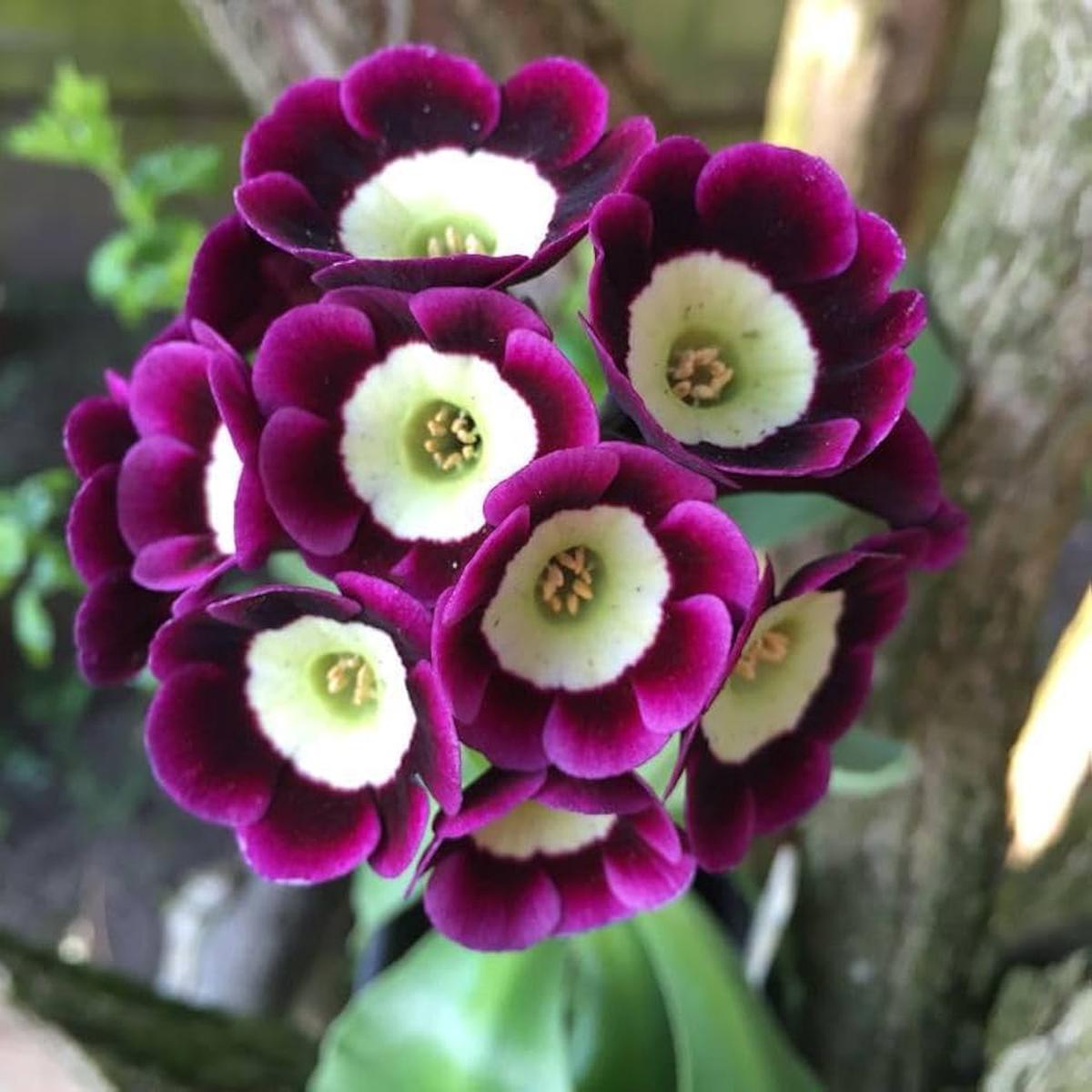 Dark Purple Primrose Flower seeds for Planting Seasonal Bloomer Heirloom & GMO Free Seeds for Home Garden Sale