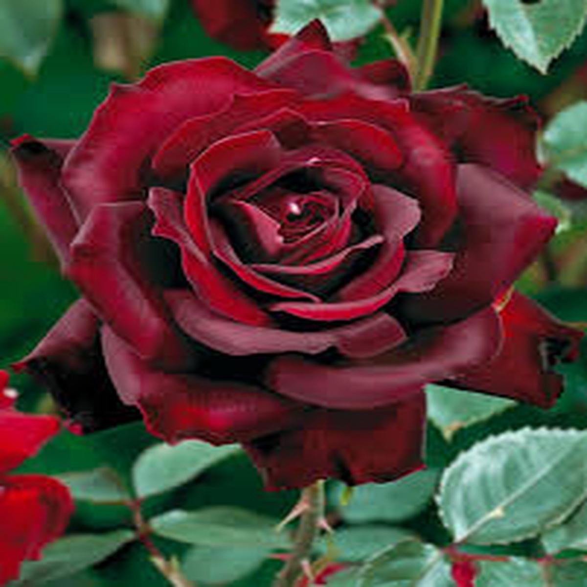 Dark Red Germany Rose Flower Seeds for Planting Heirloom NONGMO Easy to Grow Garden Blooms Sale