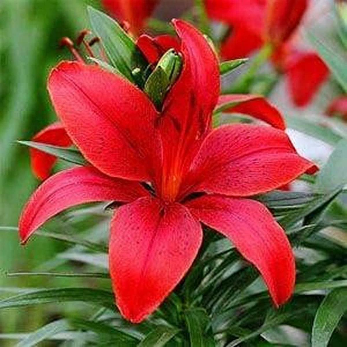 Dark Red Lilium Flower Seeds for Planting Wildflower Mix Heirloom & GMO Free Seeds for Home Garden Sale